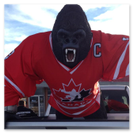 Silverback gorilla in Oversized team Canada jersey