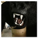 Silverback gorilla alpha with this pearly white