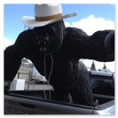 Silverback gorilla with his Calgary Stampede Custom Cowboy hat