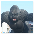 Launch day for Silverback Alpha in the truck