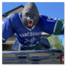 Silverback gorilla in Oversized Vancvouer Canucks jersey
